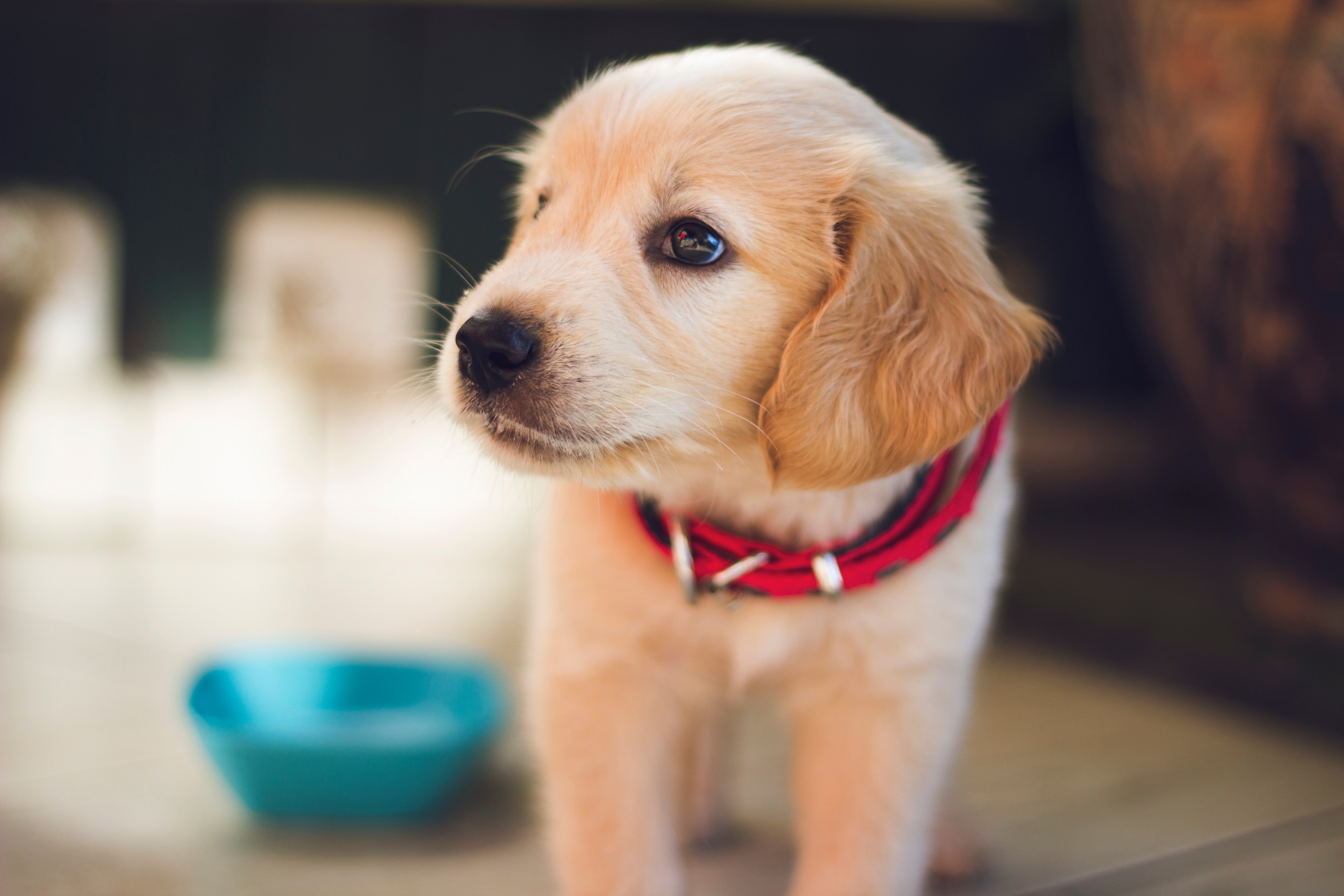 Seis preguntas para saber si una mascota es un buen regalo