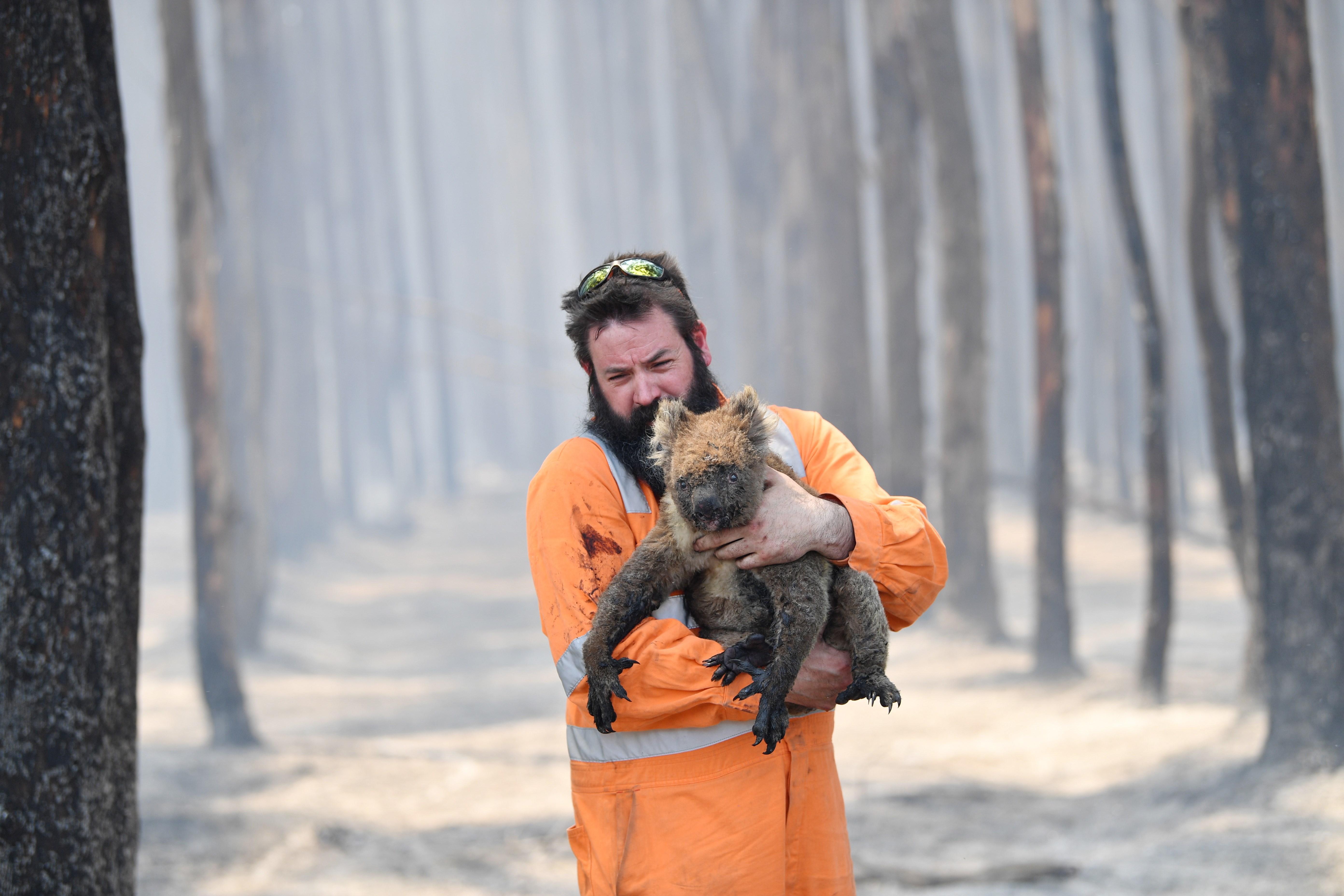 Els coales són classificats definitivament com a espècie en perill d'extinció