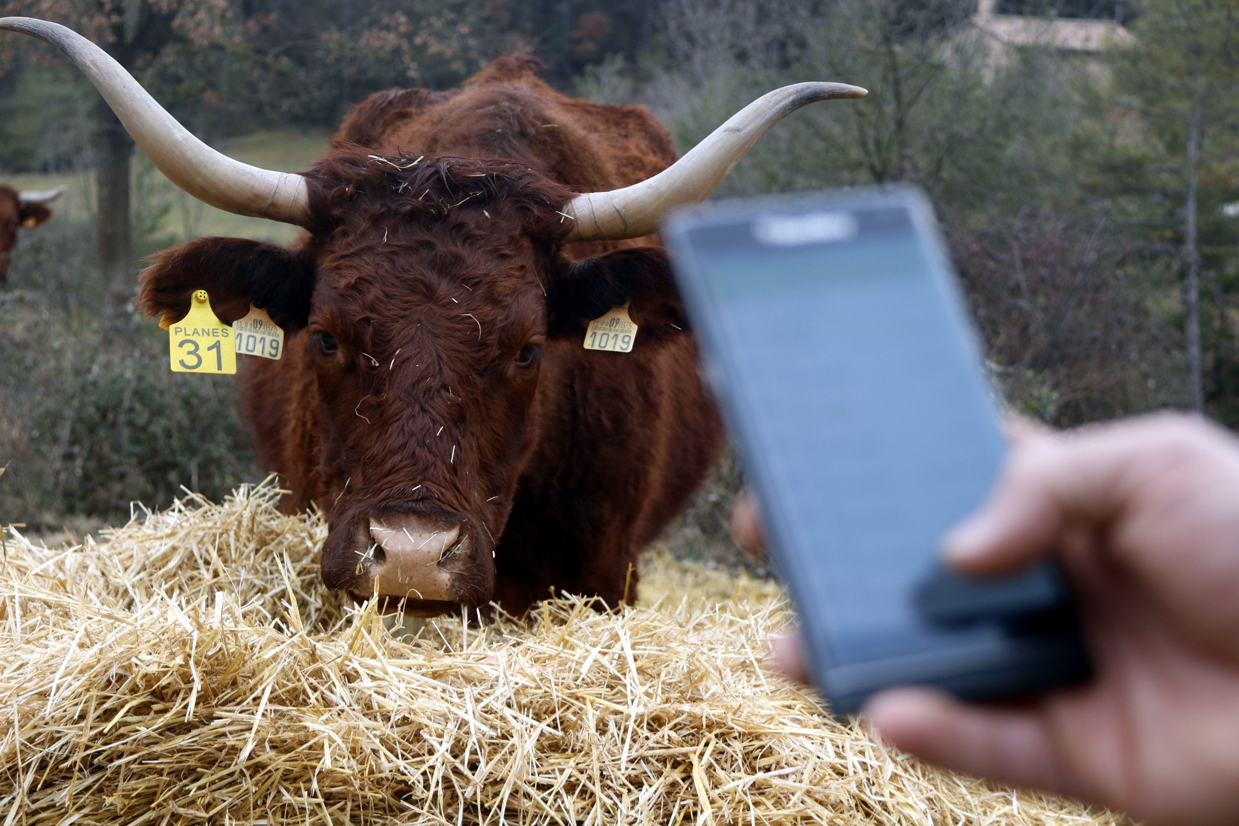 Ya puedes gestionar tu rebaño de vacas desde el móvil
