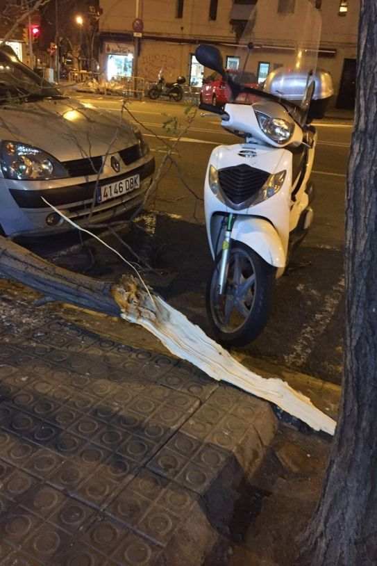 arbre caigut escorial travessera