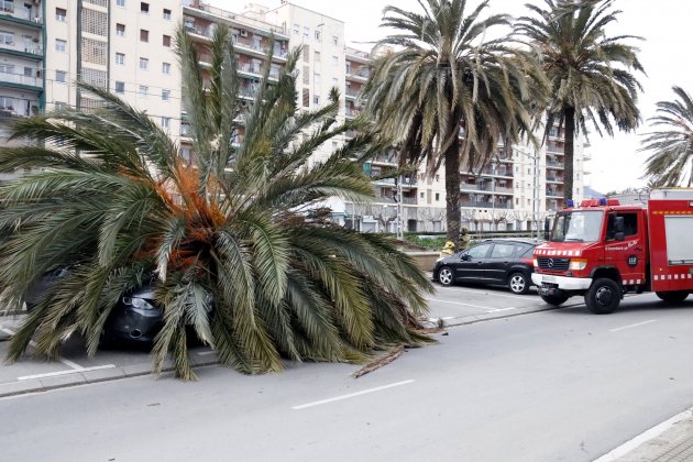 palmera coche - acn