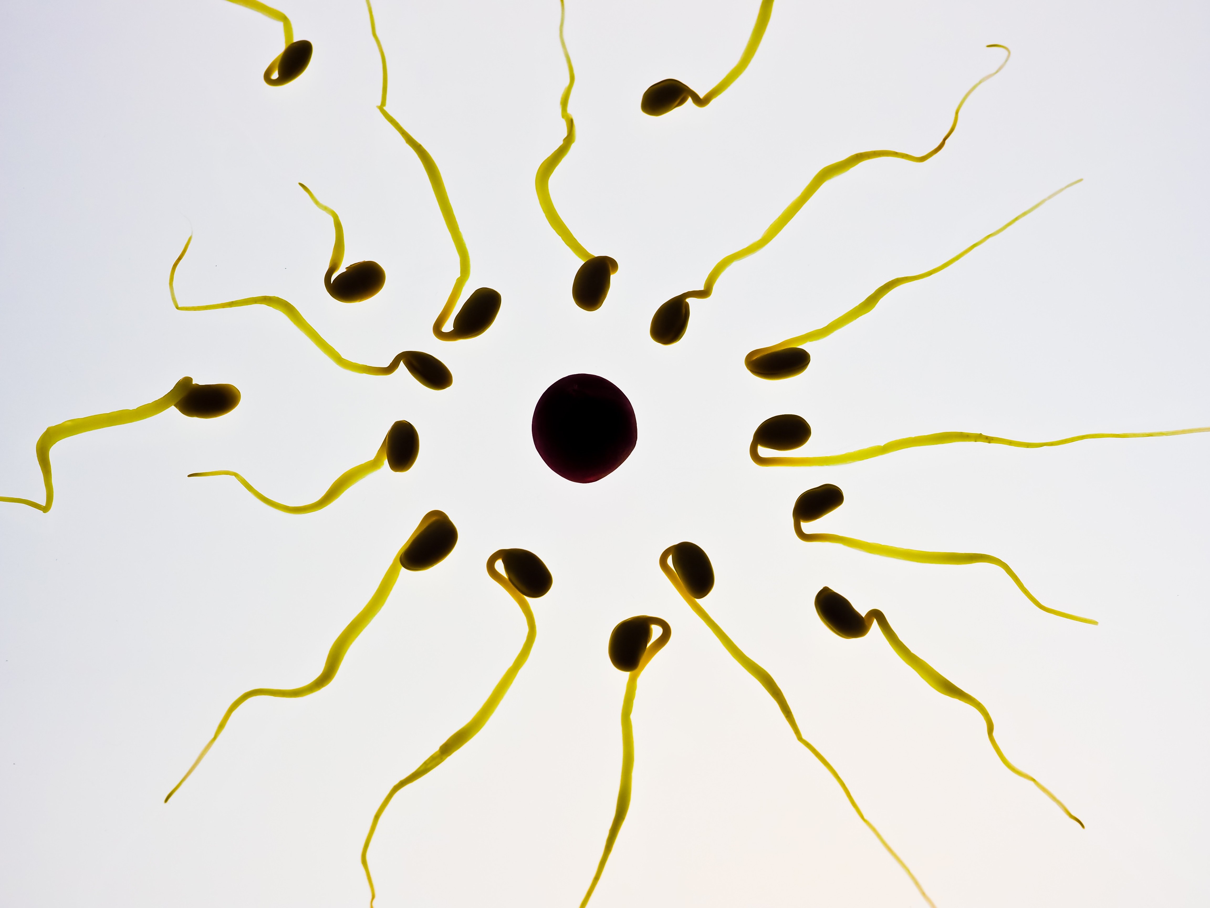 Así es como compiten los espermatozoides para fecundar el óvulo