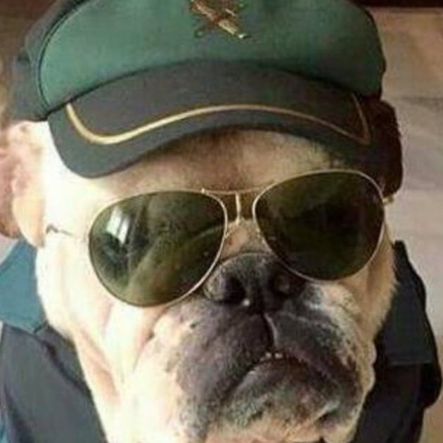 Perro Guardia Civil det @guardiacivil