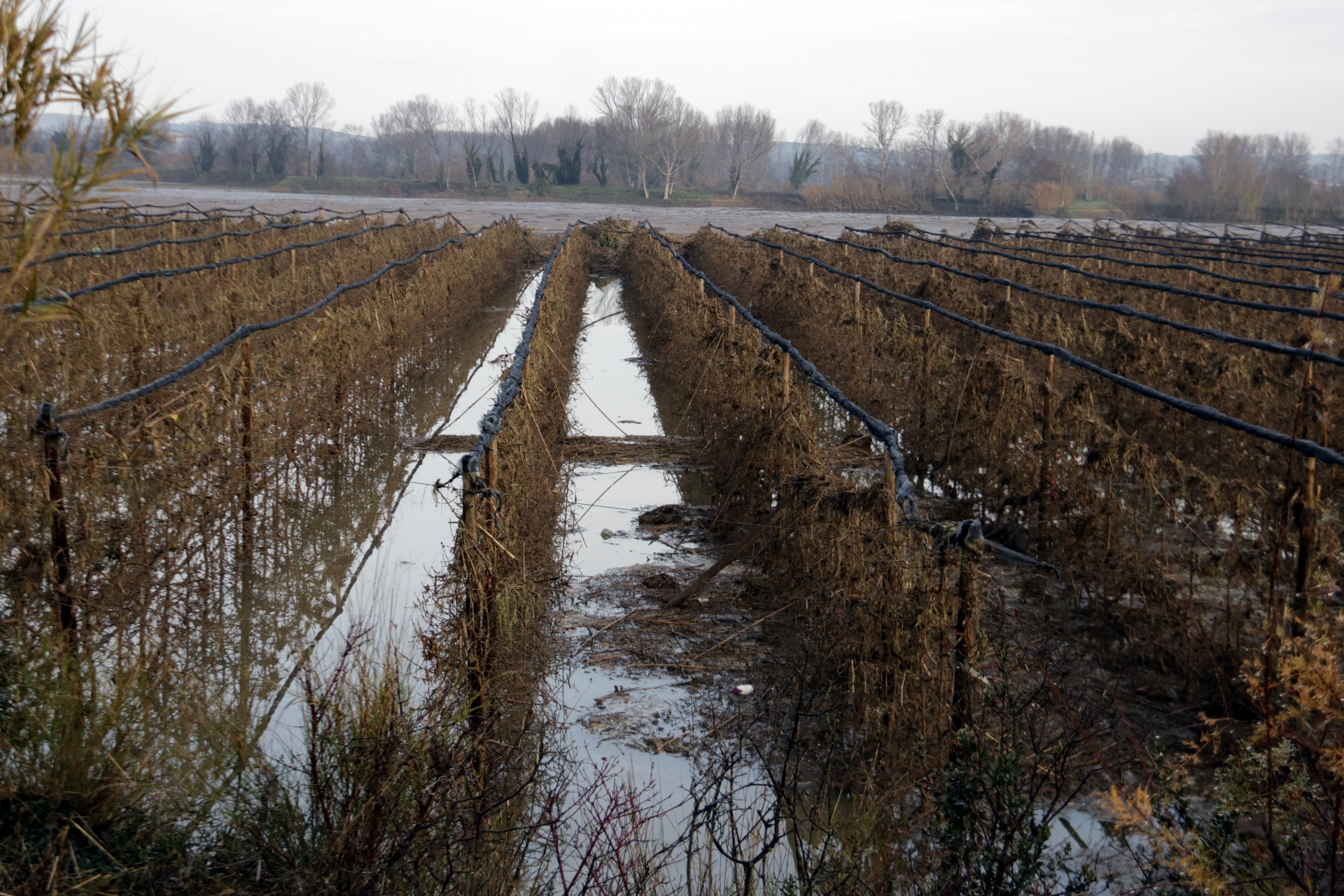 Manzanos totalmente arrasados en el Empordà por el temporal Gloria