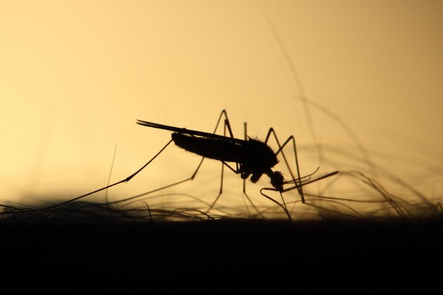 mosquito 3860900